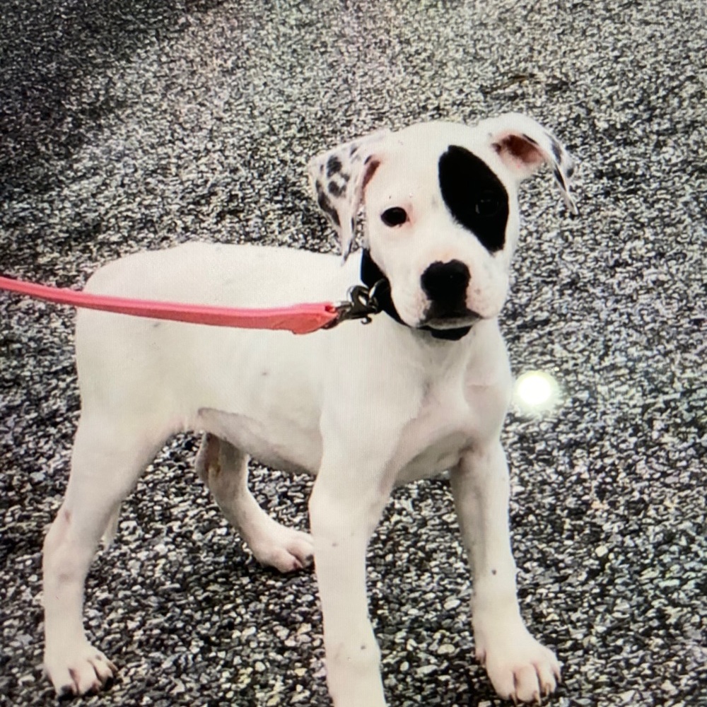 Meet your Posher, Agnes